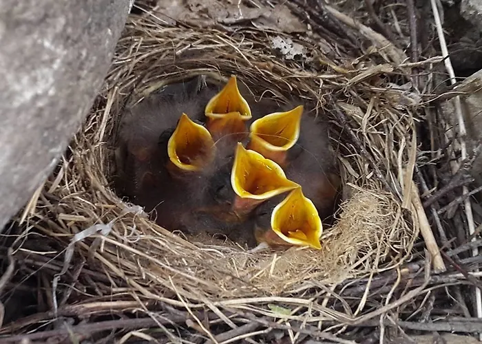 Vikendica Erlendi Kodumajutus *